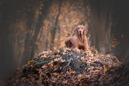 Hungarian hound vizsla dog in autumn forrestの写真素材