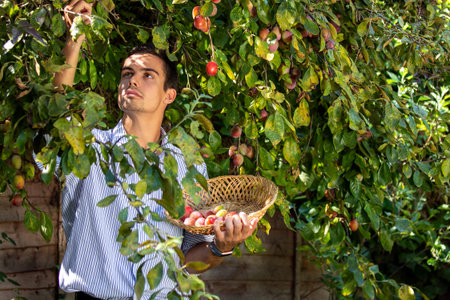 Handsome man picking plums off a tree while holding basket