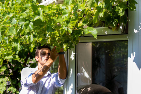 Handsome man picking home grown green grapes from he vine in his garden