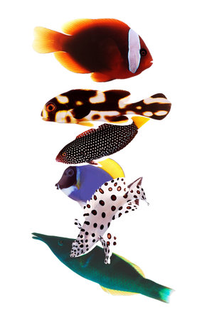 Tropical fish
