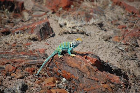 Collared Lizardの写真素材