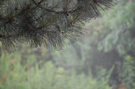 Dew dropping of Evergreenの写真素材