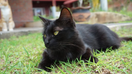 Black cat with yellow eyes on the green grass in the garden.の写真素材