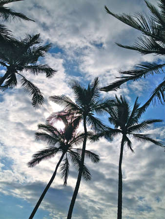 Relaxing in Paradiseの写真素材