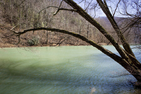 Tree hanging over a green river in springの写真素材