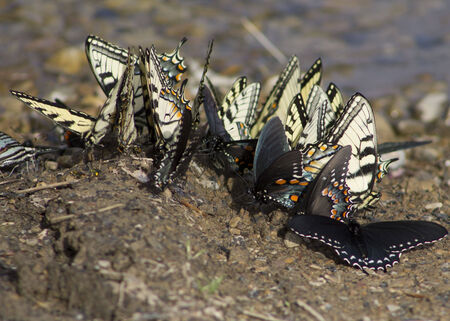 A Swarm of Swallowtail Butterflies feed の写真素材