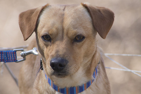 A Cute Brown Dog on His Leashの写真素材