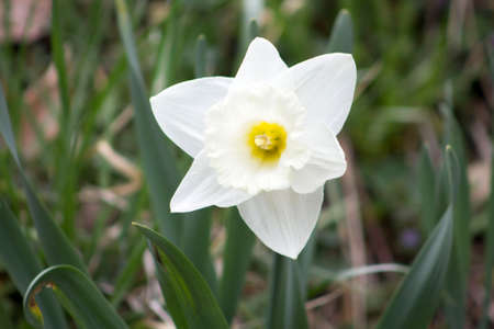 A Single White Daffodilの写真素材