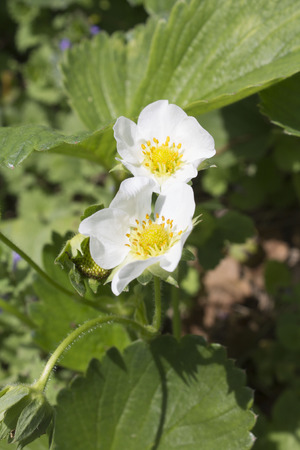 Duo of Strawberry Blossomsの写真素材