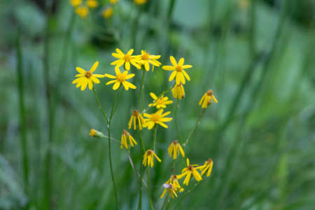 Small Yellow Wildflowersの写真素材