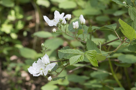 White Raspberry Blossomsの写真素材