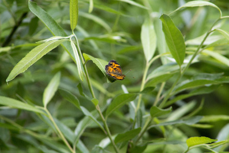 Orange and Black Butterflyの写真素材