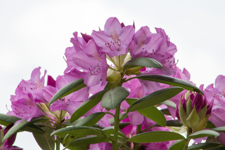 Pink Rhododendron Flowers on a White Backgroundの写真素材