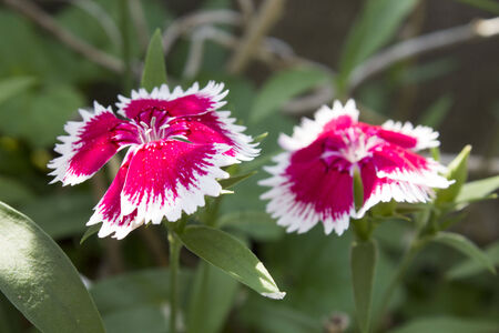 Pink and White Dianthus Twinsの写真素材
