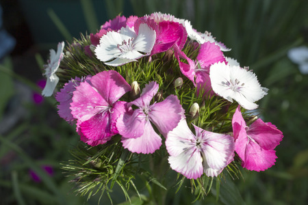Sweet William Dianthus Flowers in Pinks and Whiteの写真素材