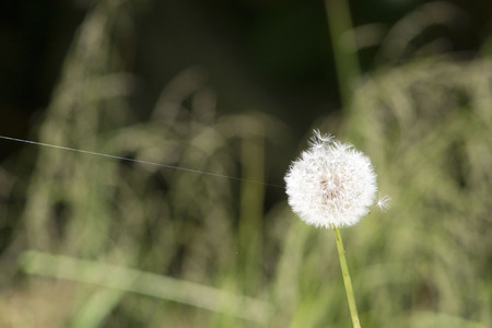 A Dandelion Hangs on by a threadの写真素材