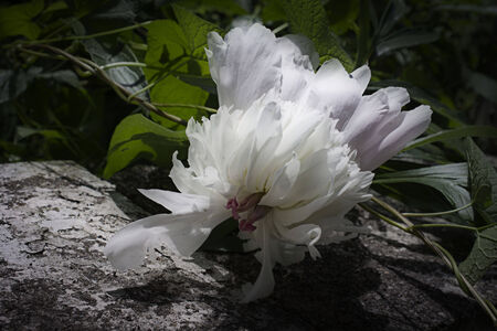 A defeated Peony rests on a concrete wallの写真素材