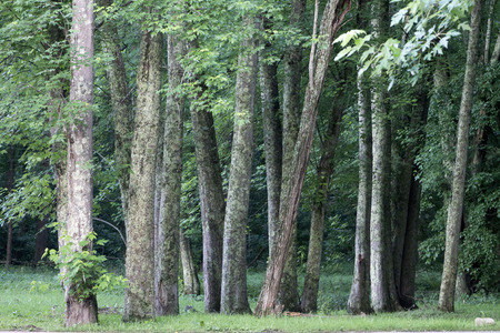 A beautiful green woodsy forest の写真素材