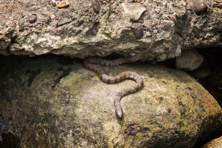 Baby Water Snakeの写真素材