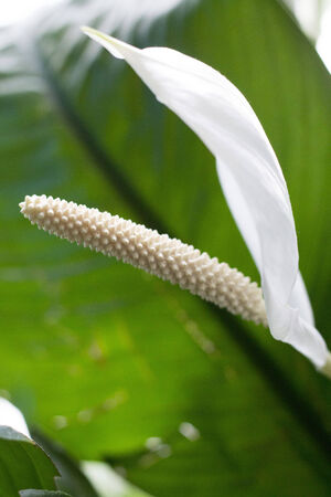 A single, white peace lilyの写真素材