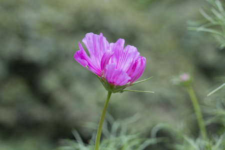 An opening pink cosmosの写真素材