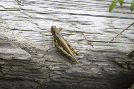 Single grasshopper on a logの写真素材