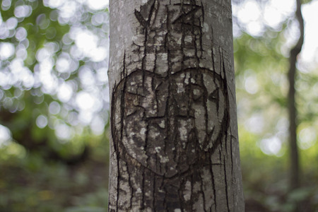 Young love carved in a treeの写真素材