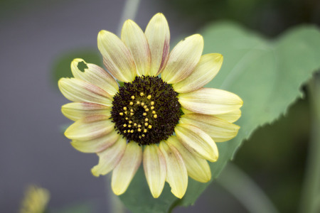 An imperfect and beautiful sunflowerの写真素材