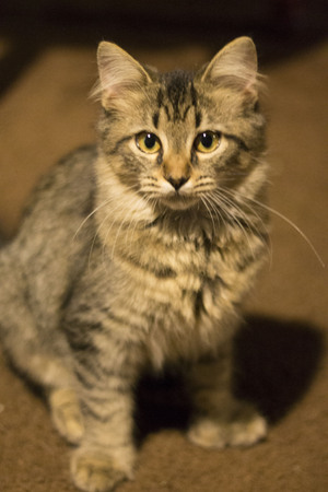 A striped kittyの写真素材