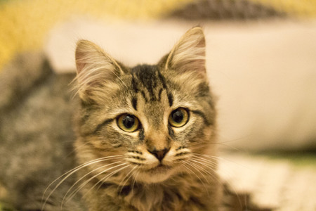 A portrait of a kittenの写真素材