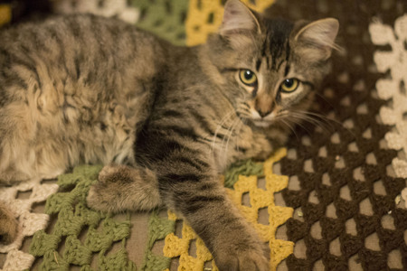 Kitten on a crochet blanketの写真素材