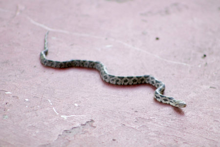 Young black snakeの写真素材