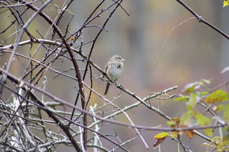 A sparrow sit amongst thornsの写真素材