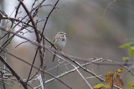 Sparrow in the thornsの写真素材