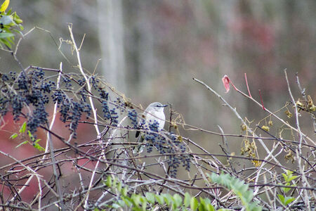 Female Bluejay amongst elderberriesの写真素材