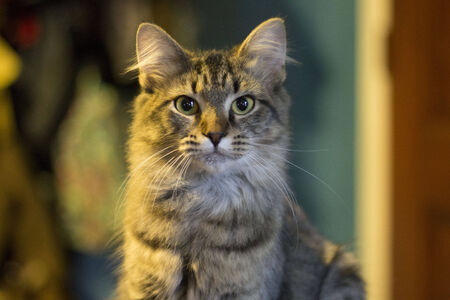 A stoic catの写真素材