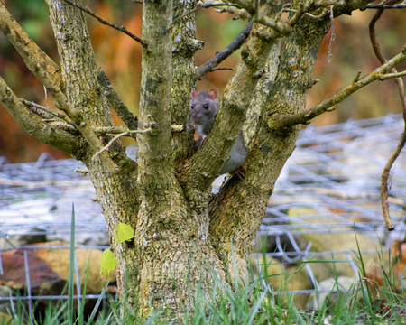 Rat in a Treeの写真素材