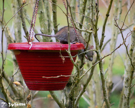 Rat steals bird foodの写真素材