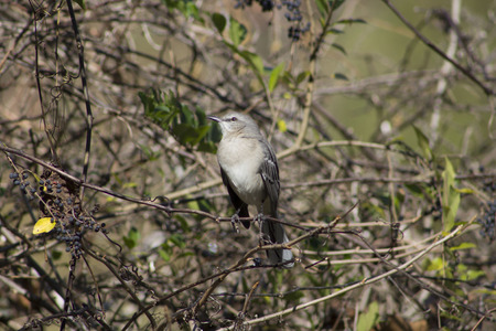 Northern Mockingbird profileの写真素材