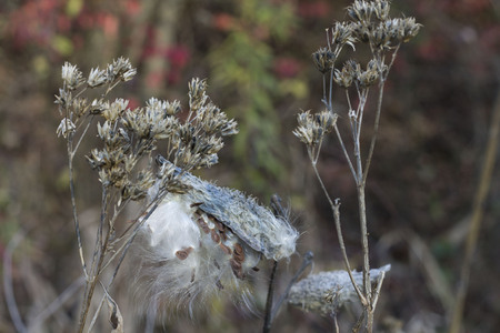 Milkweedの写真素材