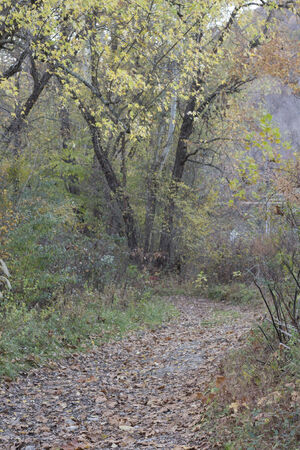 Leafy road in autumnの写真素材