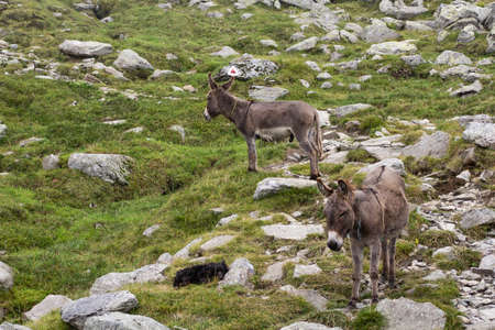 Two donkeys high up in the Carpathian mountainsの写真素材
