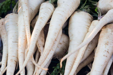 Raw fresh organic parsley roots on the marketの写真素材