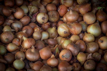 Pile of real raw organic onions on the marketの写真素材
