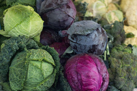 Different types of real organic cabbage on the marketの写真素材