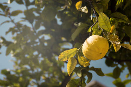 Fresh organic grown lemon hanging from the treeの写真素材