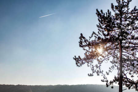Sun shining through the branches of a pine tree silhoutteの写真素材
