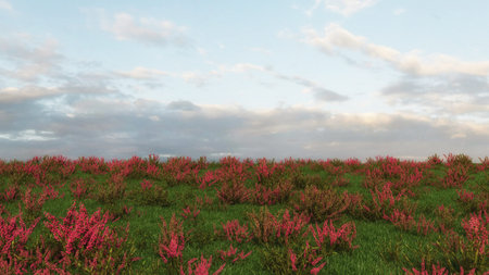 Field of red flowers and blue sky