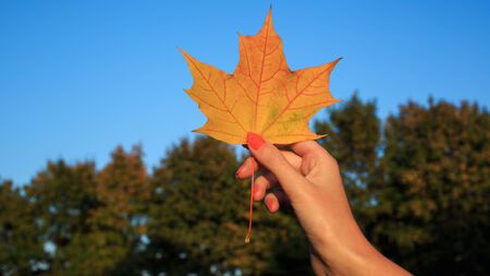 Woman holding an autumn leaf against beautiful bokeh background with sky and treesの写真素材