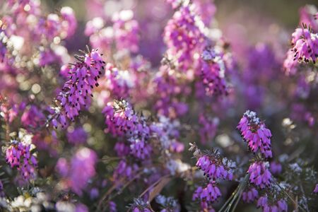 Winter flowering heather, soft focus and bokeh on backgroundの写真素材